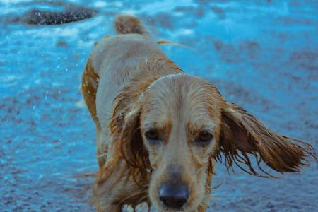 Cheiro de cachorro molhado: como resolver esse problema?